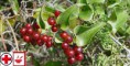 Smilax lékařský